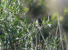 Xenospiza baileyi