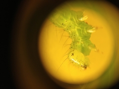 Chrysodeixis chalcites