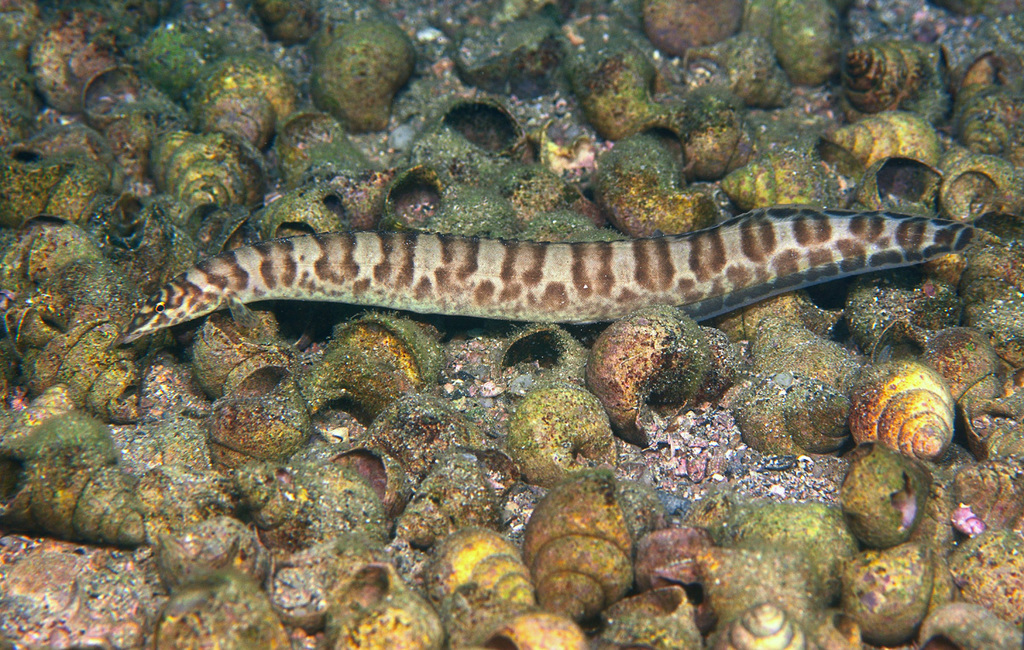 Tanganyika spiny eel (Mastacembelus ellipsifer) — Mastacembelidae