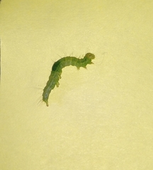 Chrysodeixis chalcites