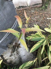 Syzygium samarangense