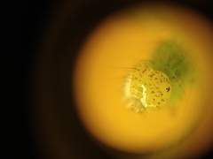 Chrysodeixis chalcites