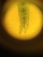 Chrysodeixis chalcites