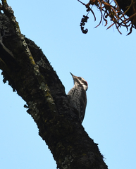 Dryobates stricklandi