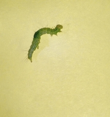 Chrysodeixis chalcites