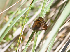 Paramacera xicaque xicaque