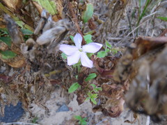 Saponaria