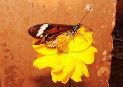 Acraea encedon encedon