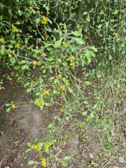Corokia cotoneaster