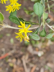 Corokia cotoneaster