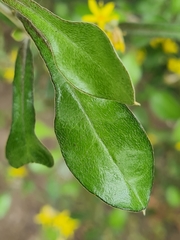 Corokia cotoneaster