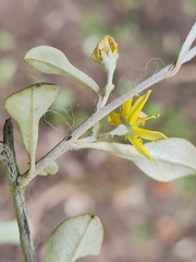 Corokia cotoneaster