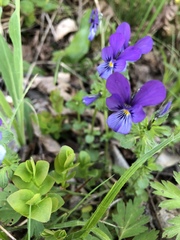 Viola declinata
