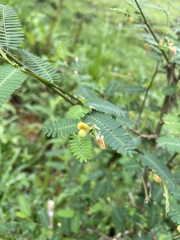 Aeschynomene sensitiva