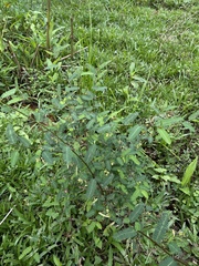 Aeschynomene sensitiva