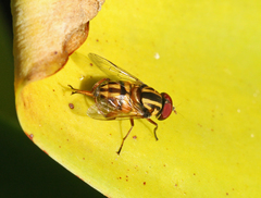 Austalis conjuncta