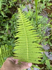 Amauropelta balbisii