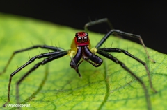 Lyssomanes antillanus