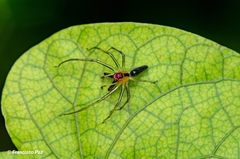 Lyssomanes antillanus