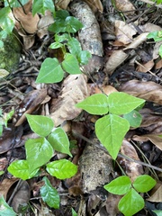 Desmodium wydlerianum