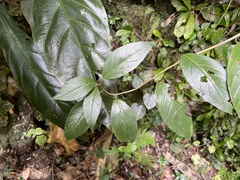 Lycianthes virgata