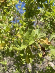 Nahuatlea arborescens