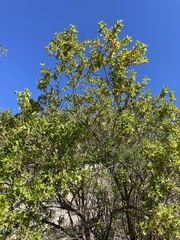 Nahuatlea arborescens