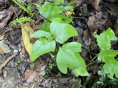Tectaria trifoliata