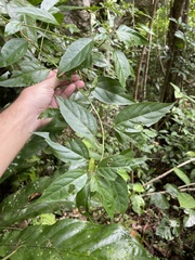 Lycianthes virgata