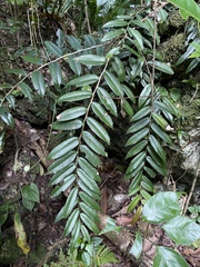 Marcgravia rectiflora