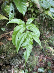 Tectaria heracleifolia