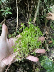 Anthurium crenatum