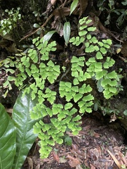 Adiantum tenerum
