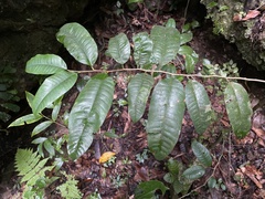 Chrysophyllum argenteum