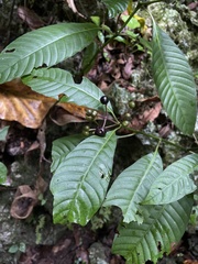 Palicourea domingensis