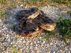Lampropeltis calligaster