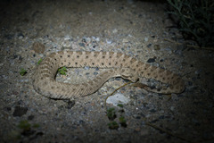 Crotalus cerastes cerastes