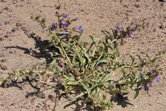 Penstemon acuminatus