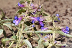 Penstemon acuminatus
