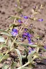 Penstemon acuminatus