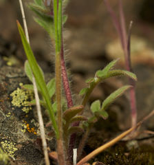 Phacelia breweri