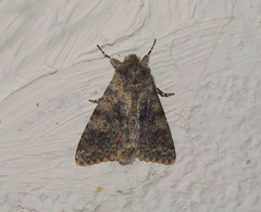 Polymixis rufocincta