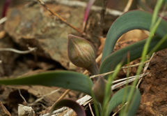 Allium falcifolium