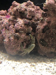 Mithraculus sculptus