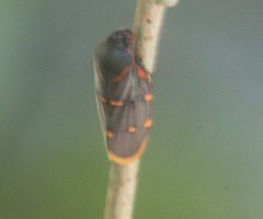 Phymatostetha triseriata