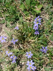 Sisyrinchium pruinosum