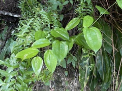 Smilax domingensis