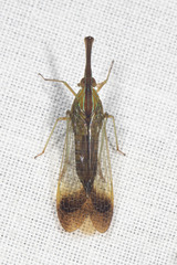 Lappidina