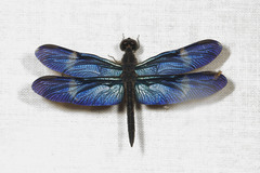 Zenithoptera fasciata