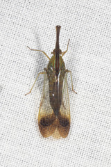 Lappidina